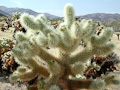 Arizona cholla cactus