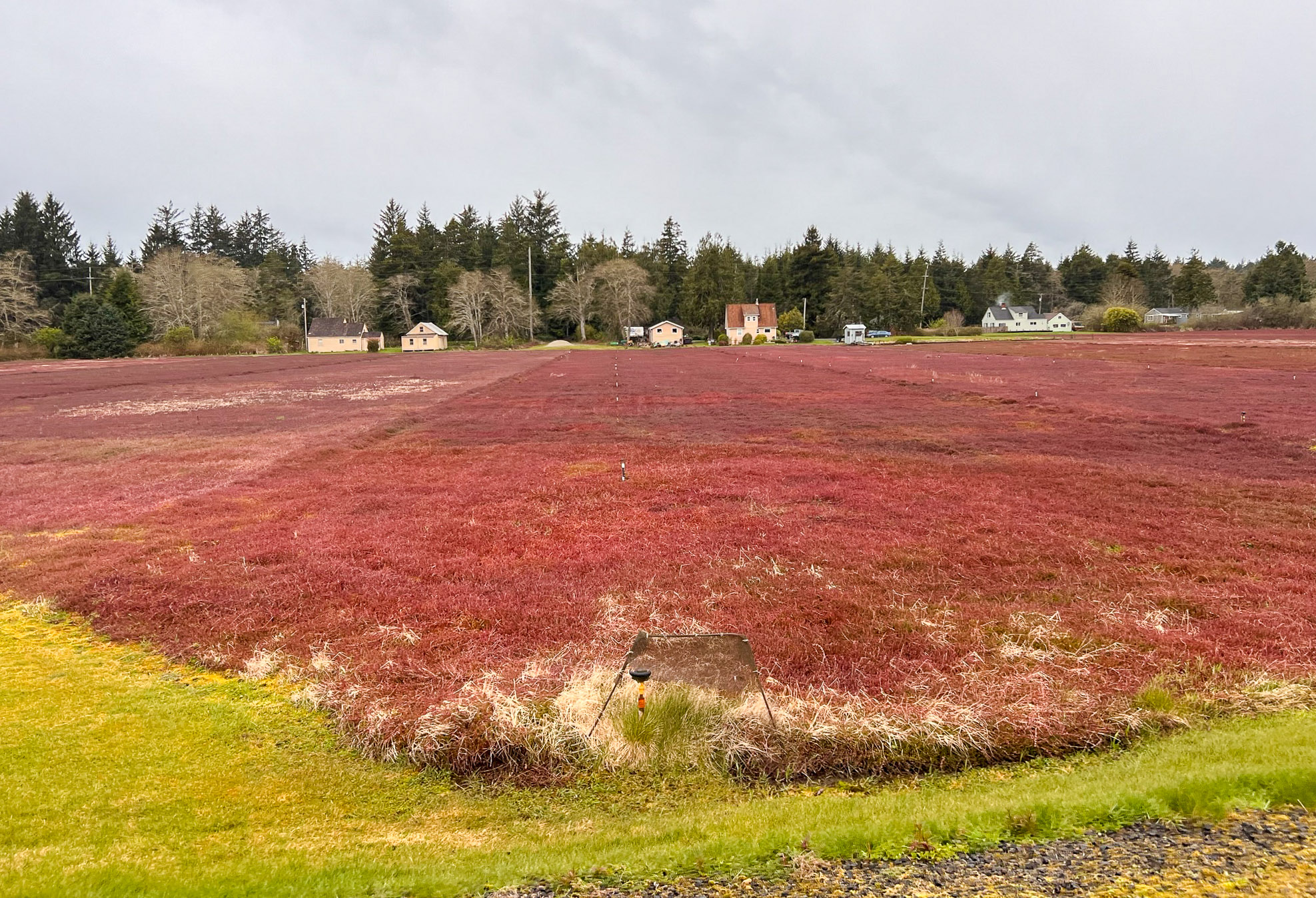 Acres and acres of cranberry bogs by Grayland Beach